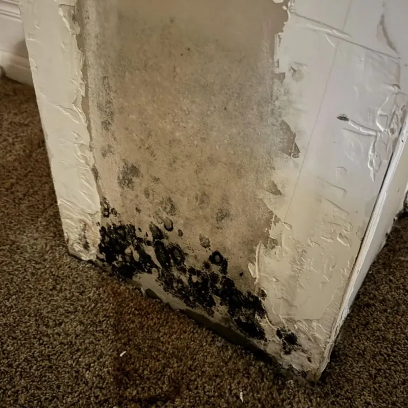 Professional Mold Removal in Union City, IN